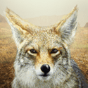 File:Coyote.png