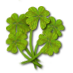 File:Big bouquet of clover.png