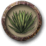 File:Pick agaves.png
