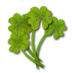 File:A small bouquet of clover.png