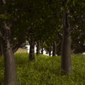 File:Forest meadow.png