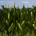 File:Corn field.png