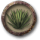 Pick agaves.png