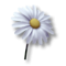 Peace flower
